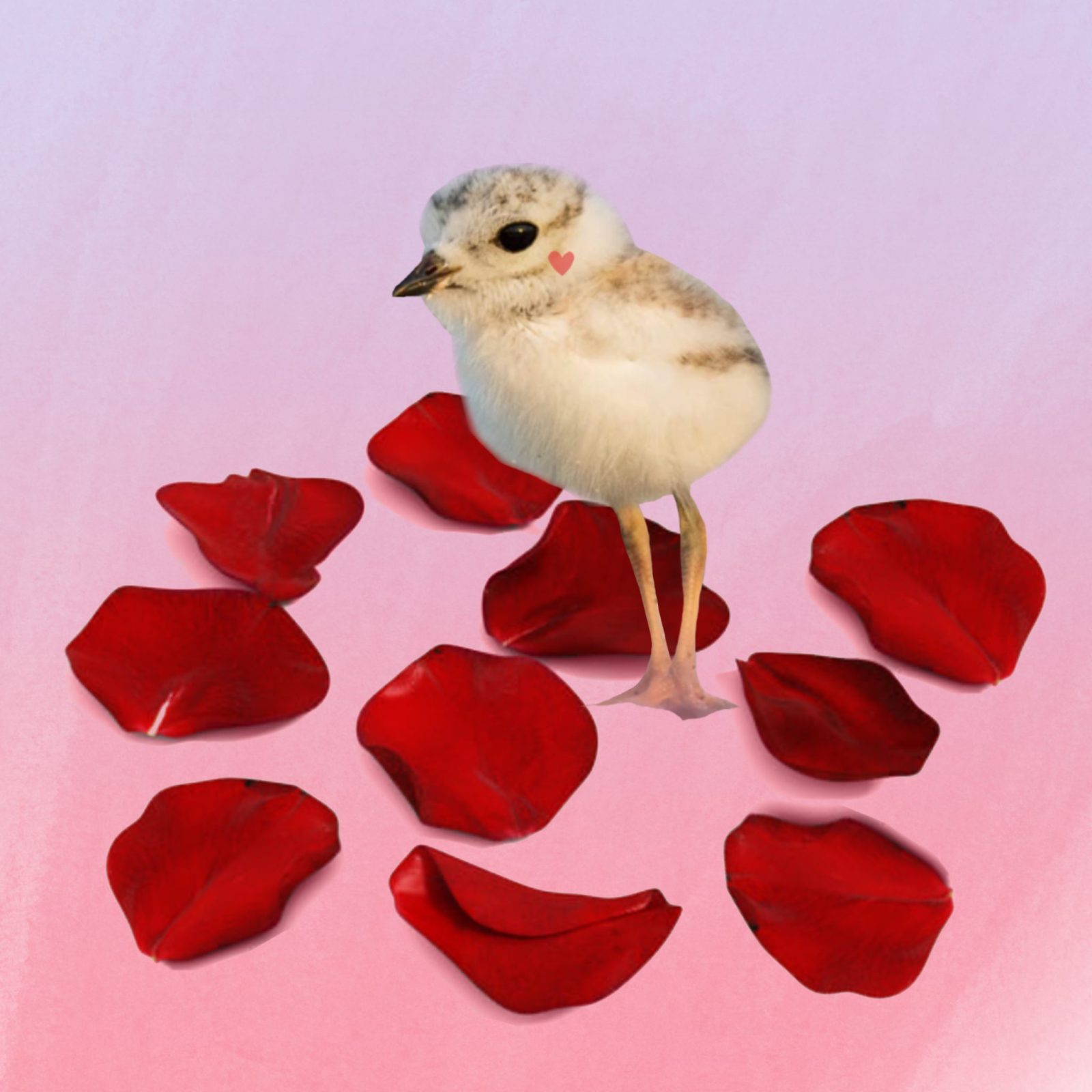 Collage of a baby chick standing on a pink floor with rose petals around it