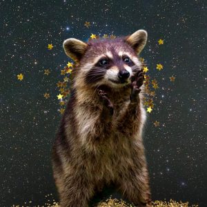 Collage of a happy racoon with gold stars and a black background for the Mercury Cazimi