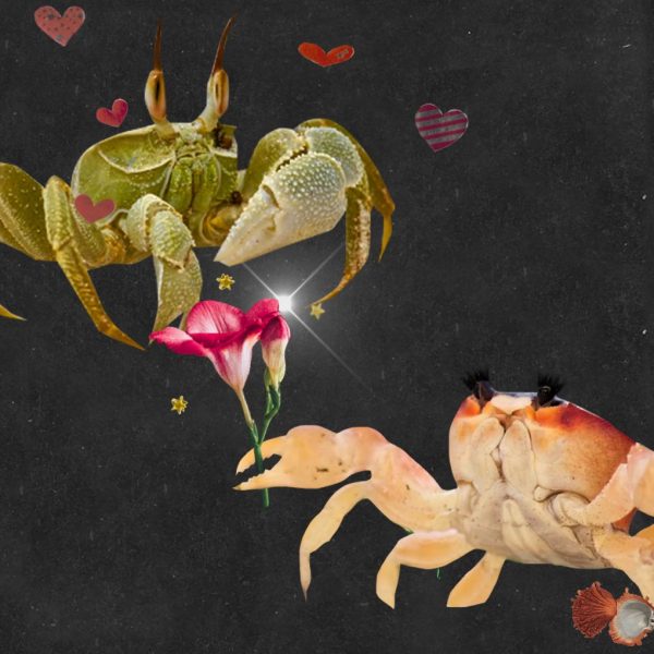 Image of two crabs - art for how to love Cancer