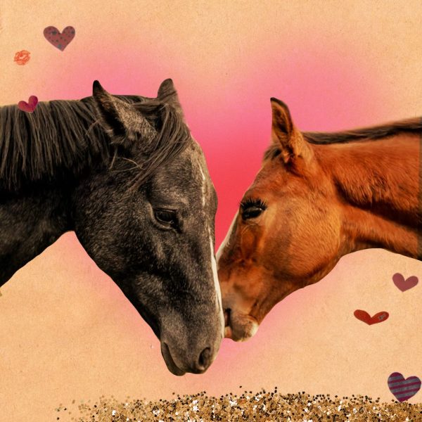 Image of two horses - art for how to love sagittarius