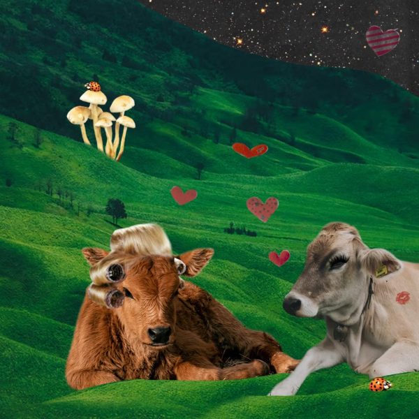 Image of two cows - art for how to love Taurus