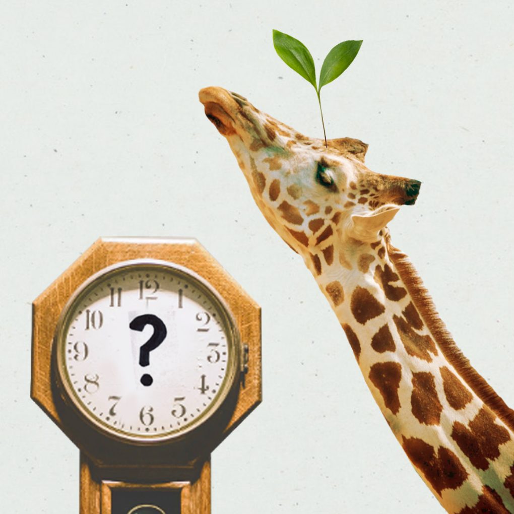Collage of a giraffe with a seedling and a grandfather clock - don't know birth time