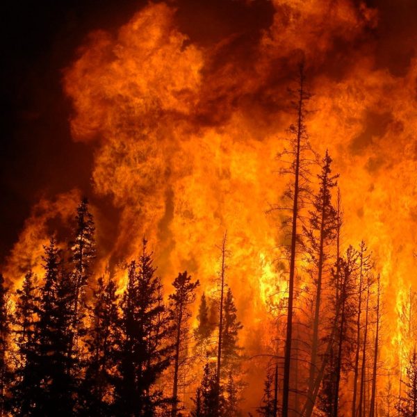 Wildfire blazes through trees, depicting the hottest month on record, July 2023.
