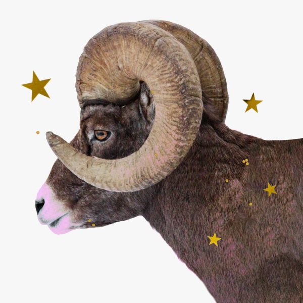 What it means to have Aries placements – A ram surrounded by gold stars and glitter.