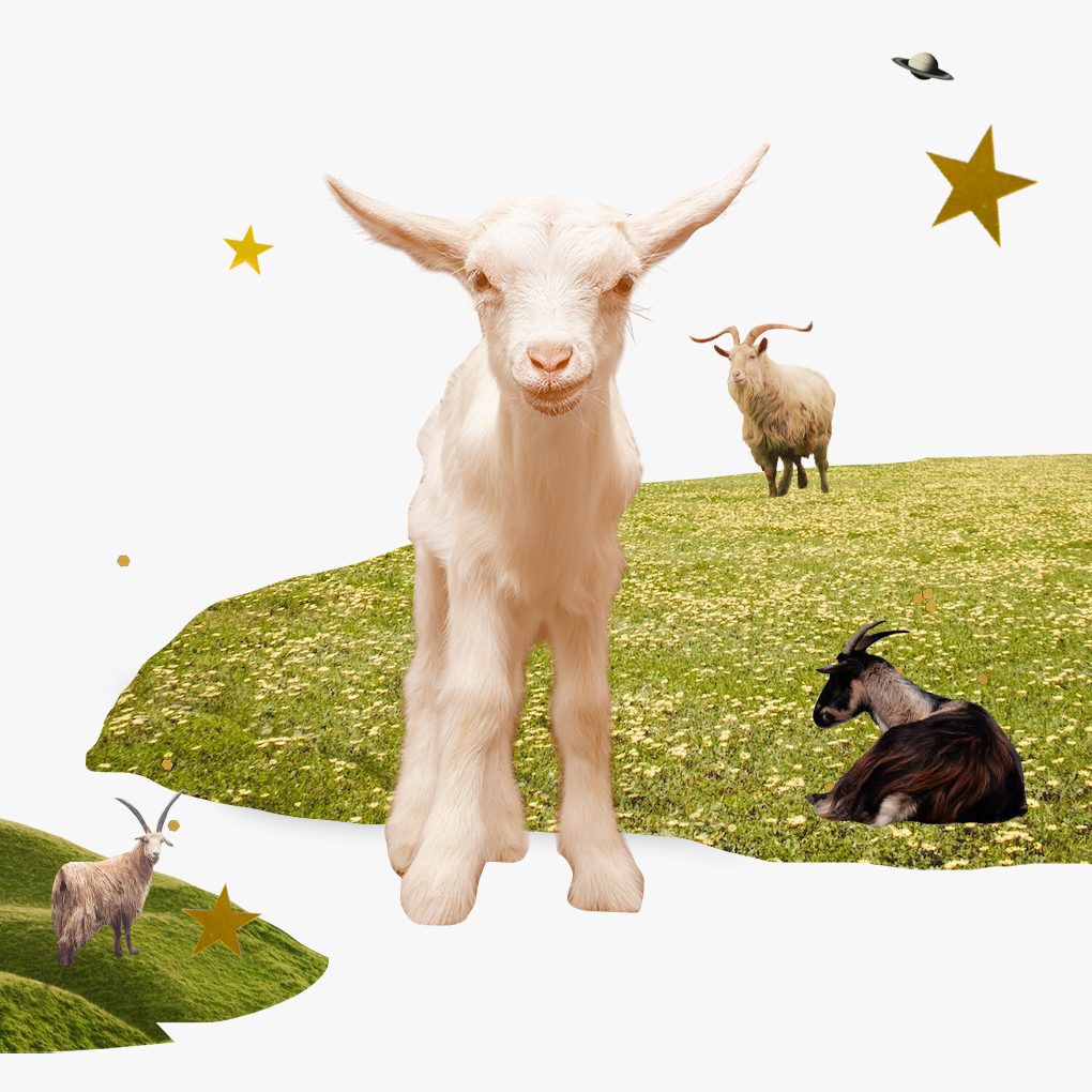 Goats on a grassy field with Saturn floating above, surrounded by gold stars.