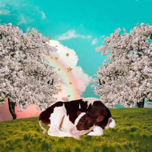 A collage for rest. A cow rests curled up on a grass field between blossoming trees and a rainbow.