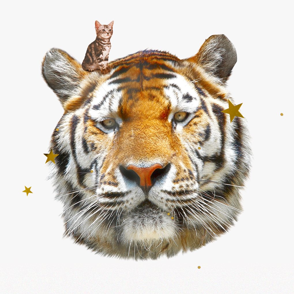 A tiger and a kitten surrounded by gold stars and glitter.