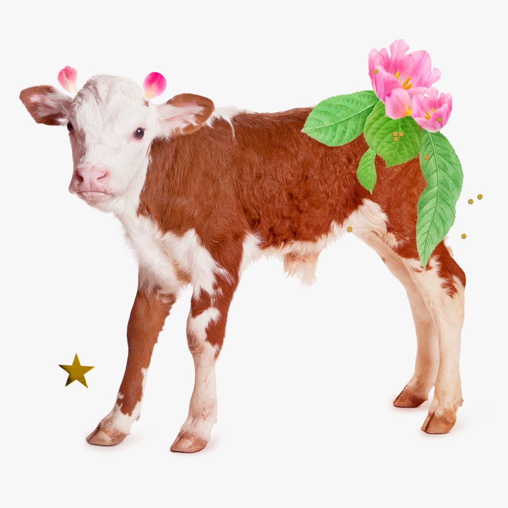 A calf, for Taurus, with flowers, leaves, and gold glitter surrounding.