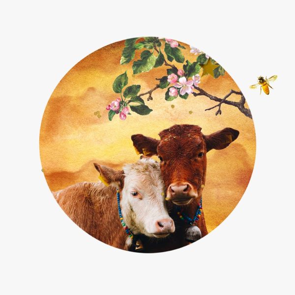 Venus in Taurus horoscopes, 2024 – Collage of two cows and a flowering branch for Venus in Taurus horoscopes.