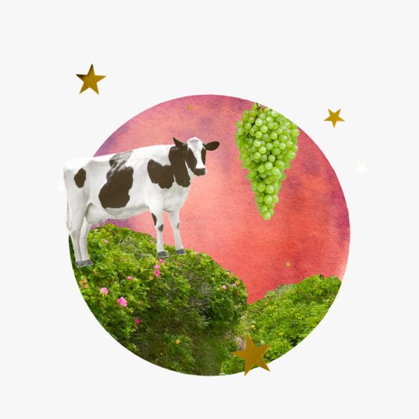 Mars in Taurus horoscopes, 2024 — Collage of cow atop a green field, grapes, stars, and the planet Mars for Mars in Taurus.