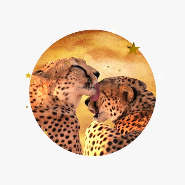 Venus in Leo horoscopes, 2024 – Collage of two cheetahs grooming, gold stars, and the planet Venus for Venus in Leo.