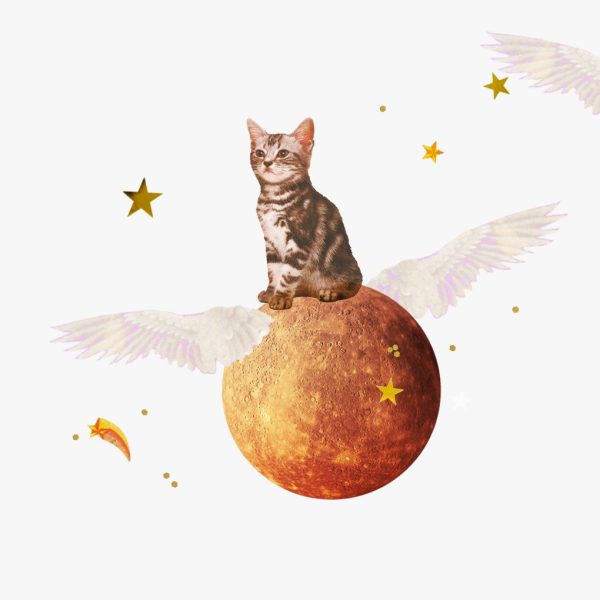 Mercury in Leo horoscopes, 2024 – Collage of gold stars and a kitten sitting atop the planet Mercury for Mercury in Leo.