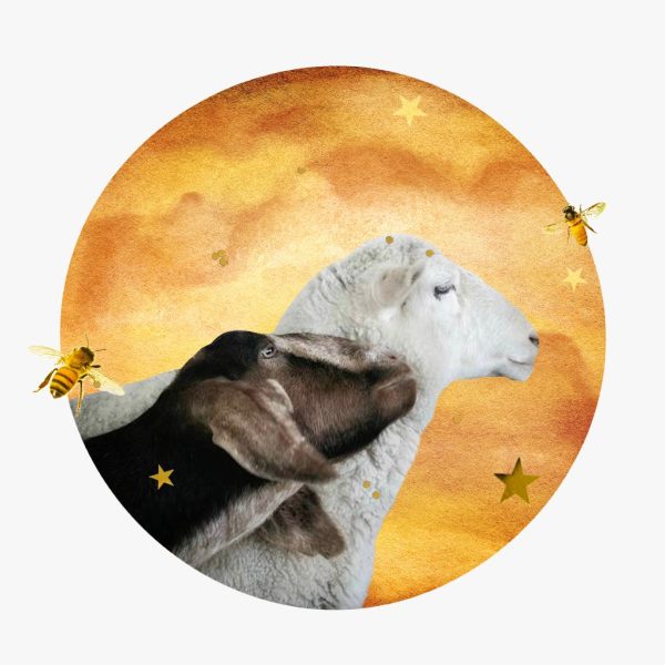 Venus in Capricorn horoscopes, 2024 – Collage of two sheep, two bees, and gold stars in front of the planet Venus.