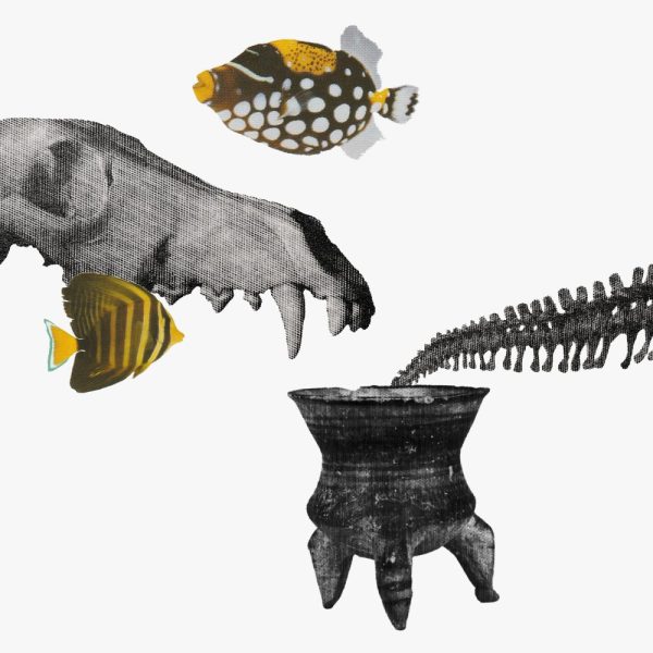 North Node in Pisces, South Node in Virgo horoscopes, 2025 – Collage of an animal skull and bones, fish, and a cauldron.