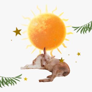 Sun in Capricorn horoscopes — Collage of a sleeping baby goat under the sun, surrounded by gold stars and leafy branches.