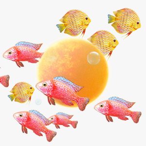 Sun in Pisces horoscopes, 2025 – Collage of the sun surrounded by a school of colorful fish and floating bubbles.