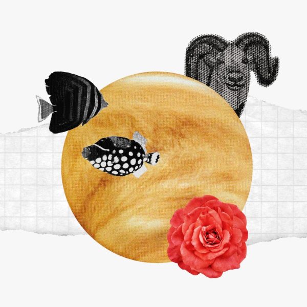 Your guide to Venus retrograde in Aries and Pisces — A collage of a ram, two fish, a rose, and the planet Venus.